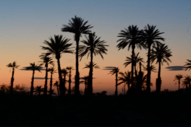 Images of early spring at California State Park, cactus, palm trees octillo