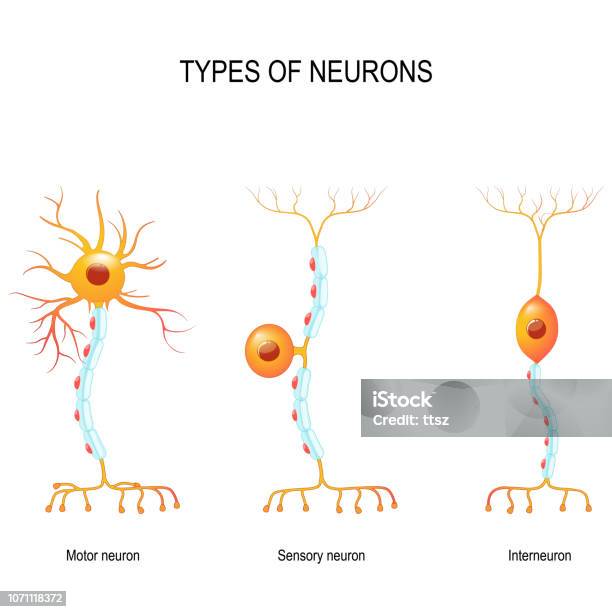 Les Neurones Sensoriels Et Moteurs Et Les Interneurones Vecteurs libres de droits et plus d'images vectorielles de Neurone