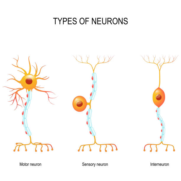 illustrazioni stock, clip art, cartoni animati e icone di tendenza di neuroni sensoriali e motori e internauron. - sensory perception human nervous system healthcare and medicine nerve cell