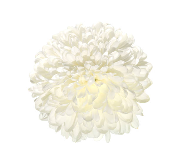 einzelne weiße chrysantheme blume nahaufnahme, isoliert auf weißem hintergrund - chrysanthemum macro close up single object stock-fotos und bilder