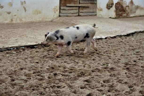 istock Young Bentheim black pied pig walking in the sand 1071124624