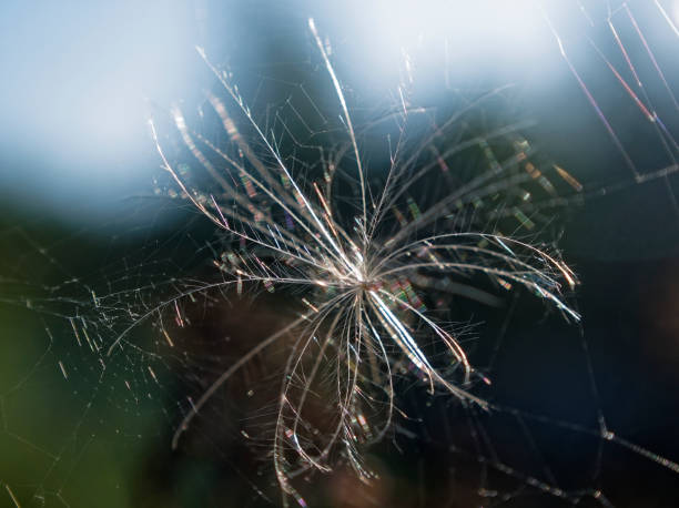 istock seeds of wild grass in summer close-up 1071126562