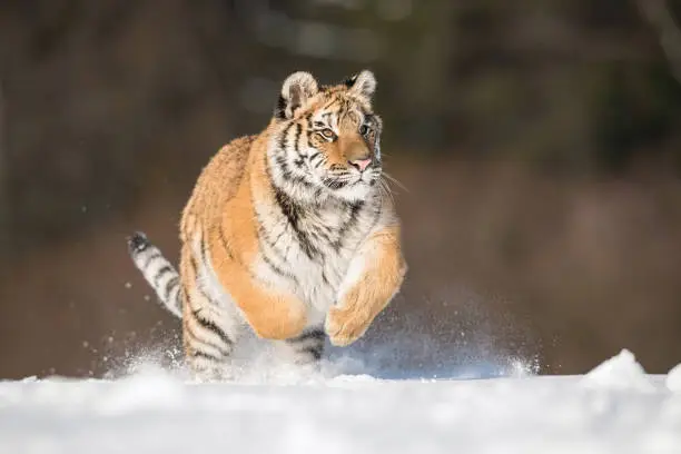 Photo of The Siberian Tiger, Panthera tigris tigris is running in the snow