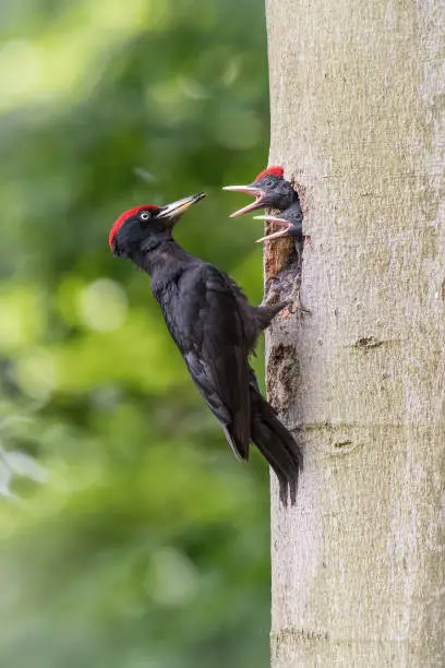 Photo of The Black Woodpecker, Dryocopus martius is feeding its chicks