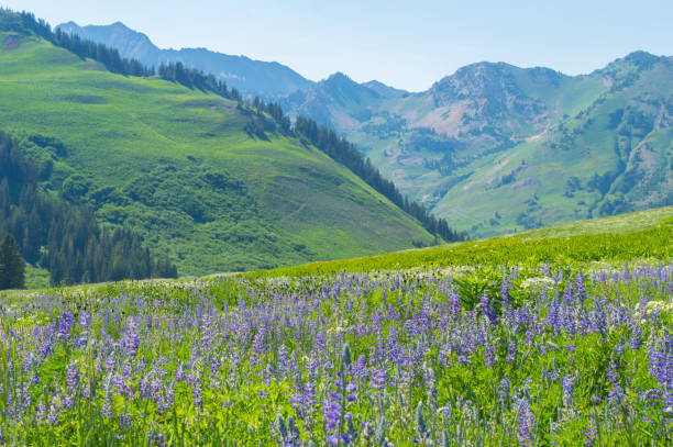 These are some of the beautiful wildflowers on display in the Albion Basin above the Alta ski resort.  The meadows and mountainsides fill with flowers in the middle of the summer.
