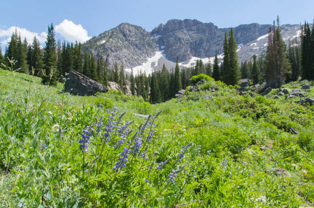 istock Wildflowers in Albion Basin 1071133296