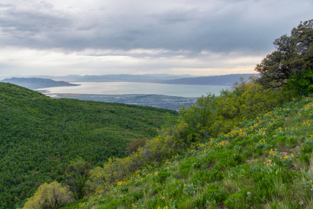 istock Wildflower Season on Buffalo Peak 1071133342