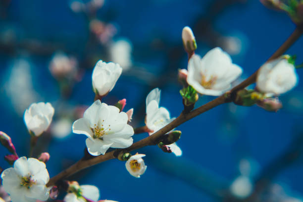 floradas de primavera (branco) - clark county - fotografias e filmes do acervo