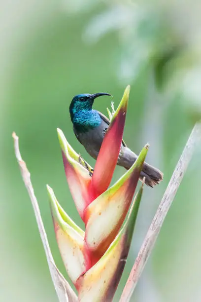 Photo of The Blue-headed Sunbird or Cyanomitra alinae is perched on the red flower