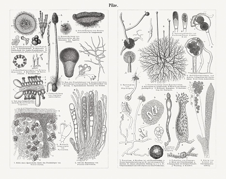 Mycelium of mushrooms (greatly enlarged). Wood engravings, published in 1897.