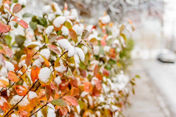 istock Multi-colored leaves of a bush covered with fluffy snow 1071135400