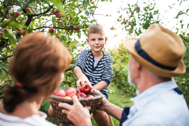 istock A senior couple with small grandson picking apples in orchard. 1071139174