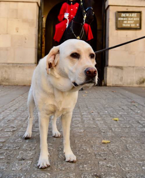 istock Labrador Retriever and Horse Guard 1071139880