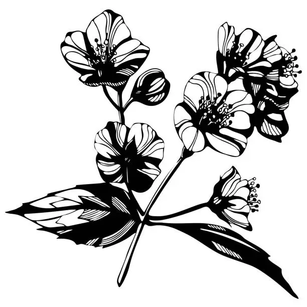 Vector illustration of Awesome jasmin flowers frame. vector illustration, Hand drawn ink illustration