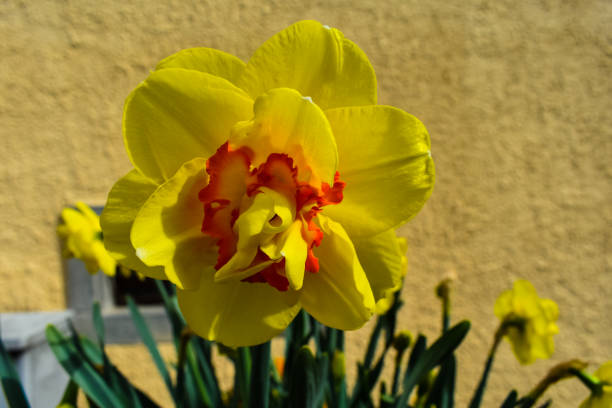 istock Yellow narcissus flower 1071142934