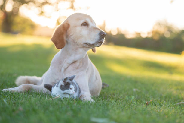 istock Dog and cat outside 1071146536