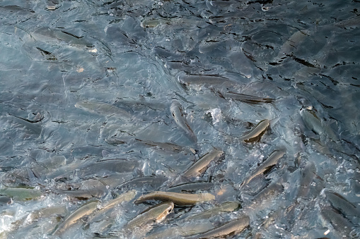 A lot of fish in the fish farm. Feeding freshwater fish raised in the ponds and then sold commercially to the markets