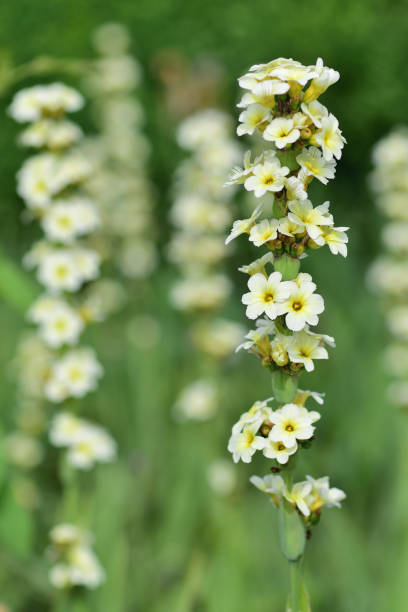 istock Pale yellow eyed grass 1071149232