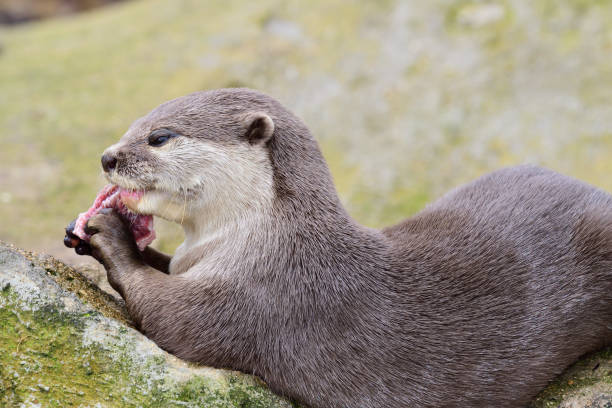 lontra de garras curtas oriental - oriental short clawed otter - fotografias e filmes do acervo