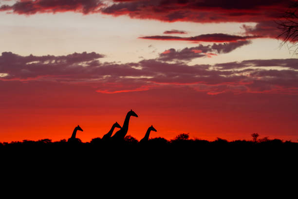 istock Giraffes at sundown in Etosha National Park in Namibia 1071149280