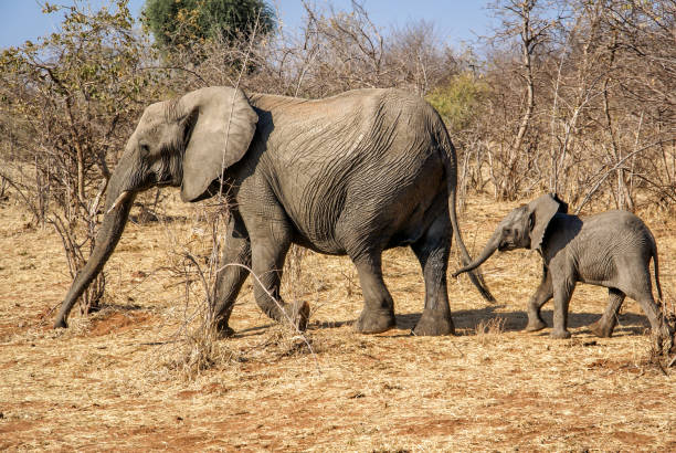 istock Mother and baby elephant at Chobe riverfront in Botswana 1071149380