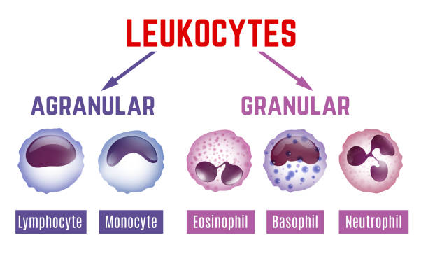 obraz schematu leukocytów - wbc stock illustrations
