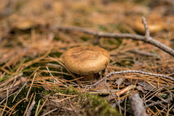 istock mushrooms on the ground 1071155944