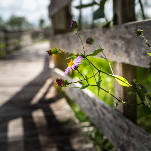 Low Angle View of Boardwalk and Nature on Sunny day
