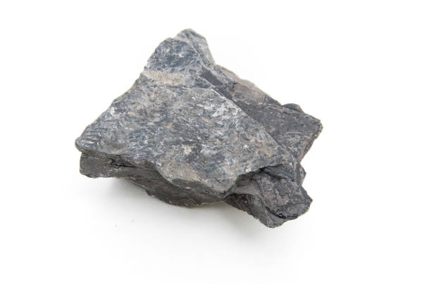 istock fossil of Carboniferous fern leafs 1071158254