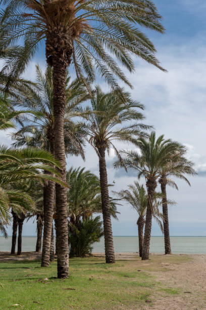 istock Palm trees in Torremolinos 1071160002