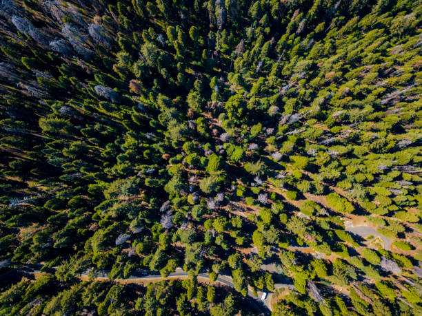 вид с воздуха на зеленый лес секвойя - lumber industry timber tree redwood стоковые фото и изображения