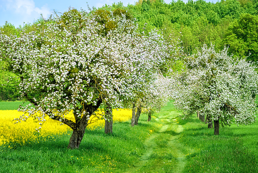 Apple tree alley in white blossom and blooming yellow canola field in spring time garden
