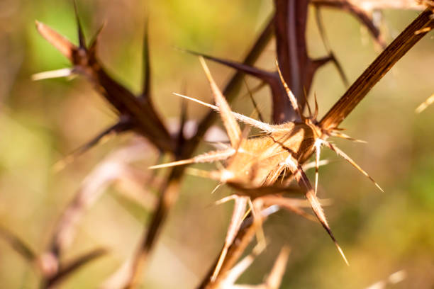 Abstract dry milk thistle stems with spiny leaves on blurred natural background in a Bulgarian mountain forest field, selective focus