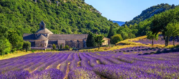 florece el campo de lavanda en la abadía de senanque, provenza, francia - senanque fotografías e imágenes de stock