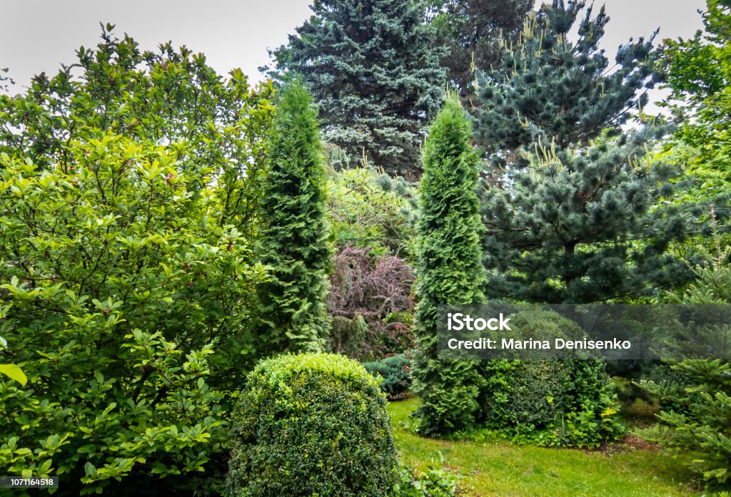 Green landscape of the garden: Magnolia Susan, Thuja occidentalis Columna, boxwood Buxus sempervirens, Picea pungens, Pinus parviflora Glauca. Green landscape of the garden: Magnolia Susan, Thuja occidentalis Columna, boxwood Buxus sempervirens, Picea pungens, Pinus parviflora Glauca. Nature concept for design Backgrounds Stock Photo