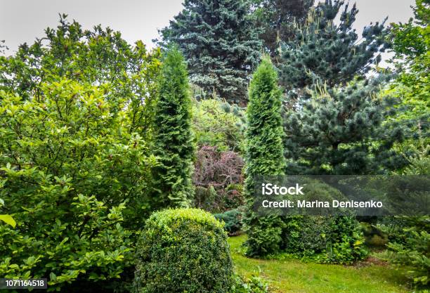 Green Landscape Of The Garden Magnolia Susan Thuja Occidentalis Columna Boxwood Buxus Sempervirens Picea Pungens Pinus Parviflora Glauca Stock Photo - Download Image Now