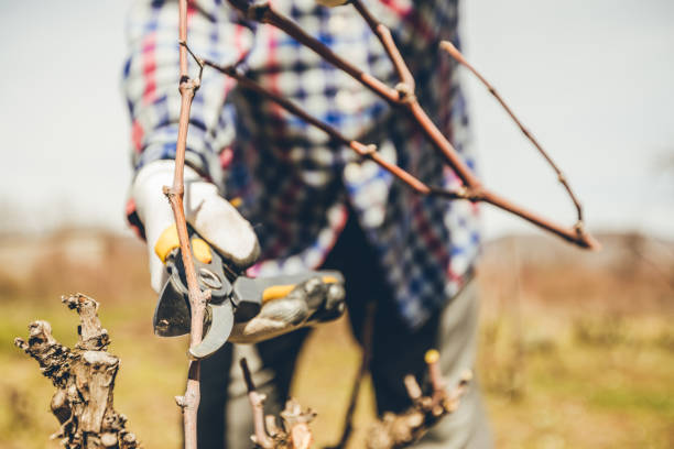 Close-up of mature man pruning vine grape and fruit tree