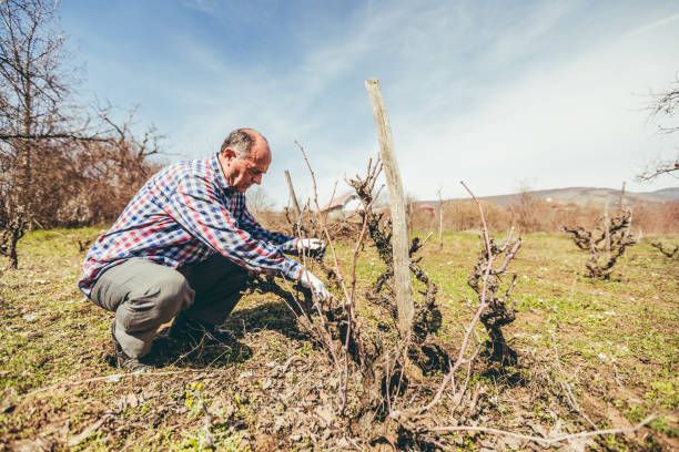 istock Mature man pruning fruit trees and vineyard 1071166614