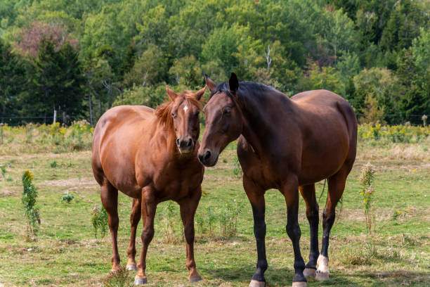istock A Pair of Horses 1071169858