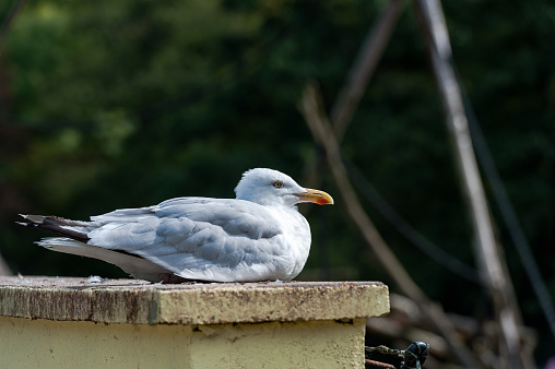 Beautiful seagull lies quietly on the edge of a bridge and enjoys the tranquility.