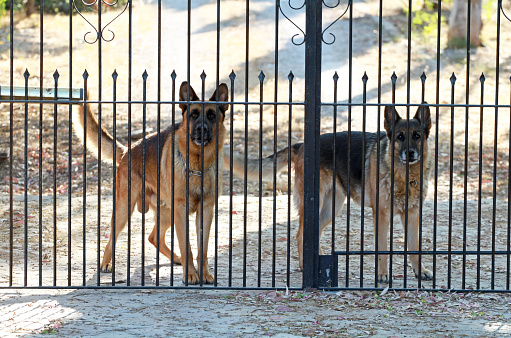 german shepherds as guard dogs