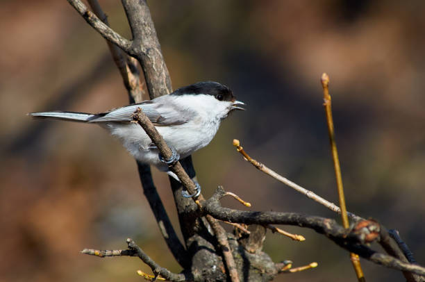 istock Willow tit (Poecile montanus) sits on a branch in the April forest park (beak is open). 1071176980