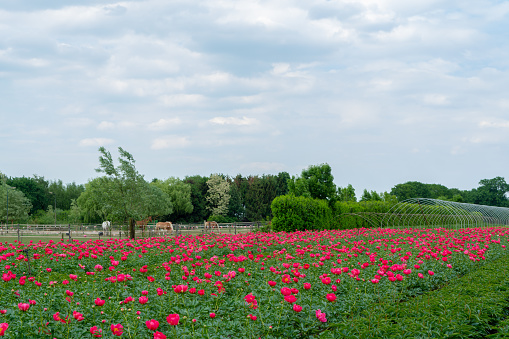 Colorful field with seasonal blossom of big pink peony roses flowers, countryside landscape, Dutch flowers