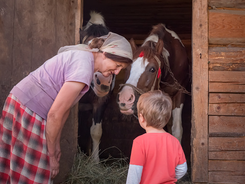 Granma is teaching grandson to do chores, keep the house, hold the bridle Horses at the stable are waiting for oat. Summer holidays at the village