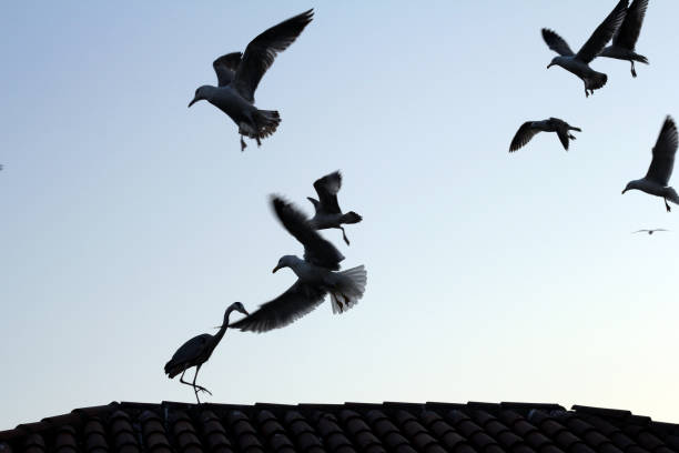 istock wild birds and seagulls ground battle 1071185346