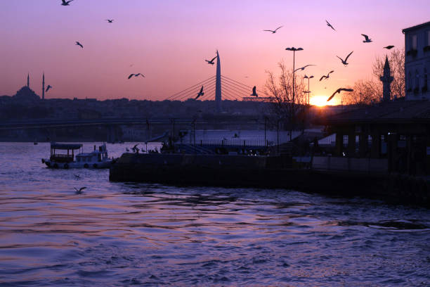 istock wild birds and seagulls ground battle 1071185356