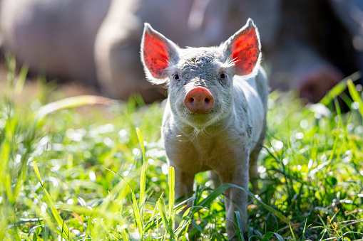 A piglet on a free range pig farm stops racing around the field in the sunshine to look at who is there.