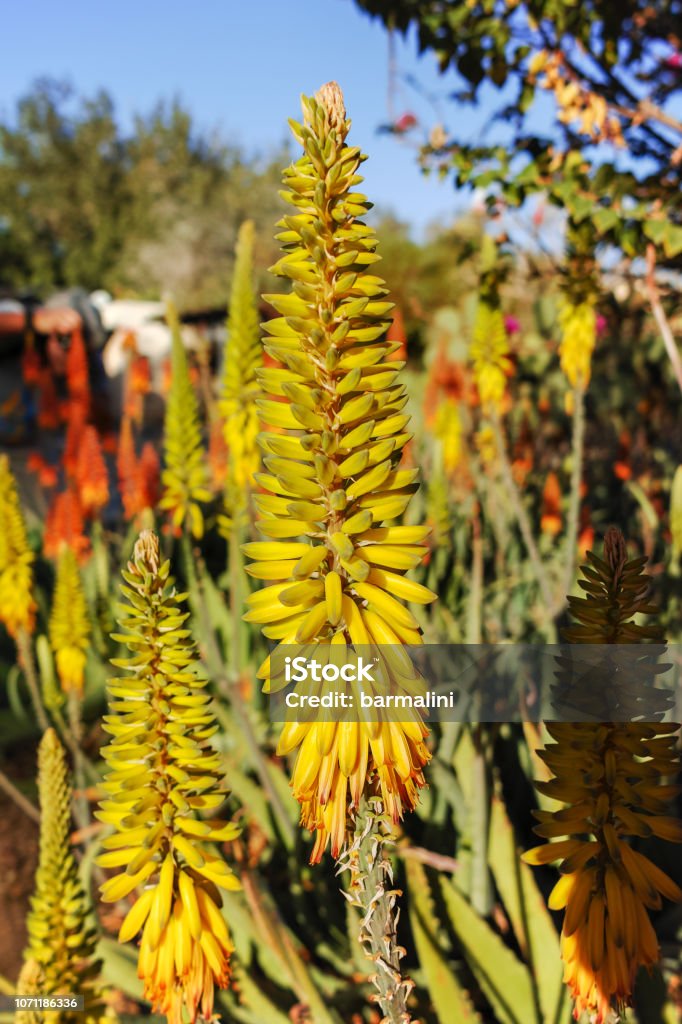 Foto de Flor Da Planta Medicinal Suculenta Aloevera e mais fotos de stock  de Amarelo - Amarelo, Azul, Babosa - Suculenta - iStock