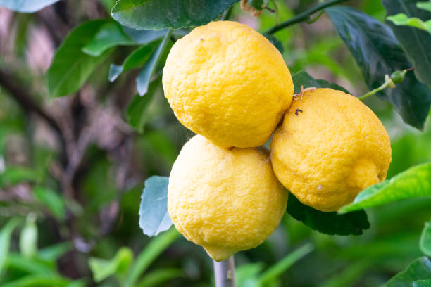 istock Ripe big yellow lemon citrus tropical fruit hanging on lemon tree 1071186736