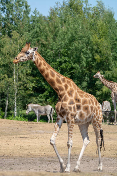 istock Giraffe animal in safari park close up 1071193904
